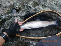 秩父フライフィールド 釣果