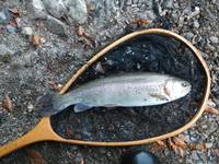 秩父フライフィールド 釣果