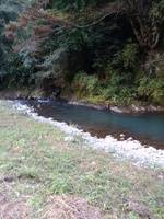 秩父フライフィールド 釣果