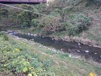 秩父フライフィールド 釣果