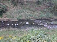 秩父フライフィールド 釣果