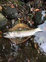 秩父フライフィールド 釣果