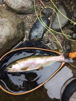 秩父フライフィールド 釣果