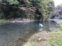 秩父フライフィールド 釣果