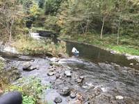 秩父フライフィールド 釣果