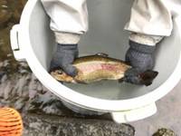 秩父フライフィールド 釣果