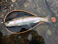 秩父フライフィールド 釣果