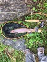 秩父フライフィールド 釣果