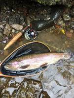 秩父フライフィールド 釣果