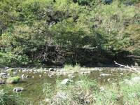 秩父フライフィールド 釣果