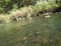 秩父フライフィールド 釣果