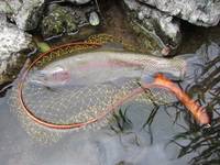 秩父フライフィールド 釣果