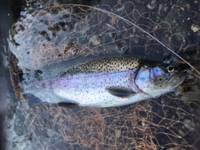 秩父フライフィールド 釣果