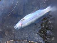 秩父フライフィールド 釣果