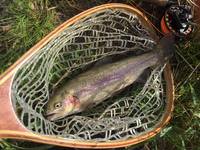 秩父フライフィールド 釣果