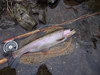 秩父フライフィールド 釣果