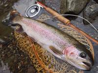 秩父フライフィールド 釣果