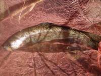 秩父フライフィールド 釣果