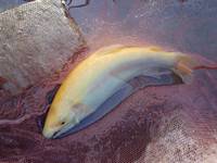 秩父フライフィールド 釣果