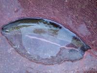 秩父フライフィールド 釣果