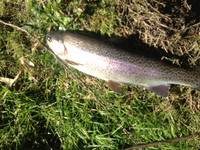 秩父フライフィールド 釣果