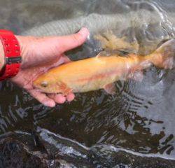 フィッシング サンクチュアリ 釣果