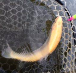 フィッシング サンクチュアリ 釣果