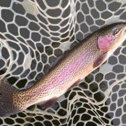 フィッシング サンクチュアリ 釣果