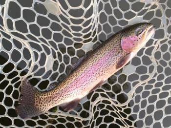 フィッシング サンクチュアリ 釣果