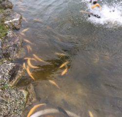 フィッシング サンクチュアリ 釣果