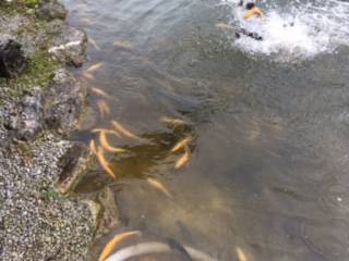 フィッシング サンクチュアリ 釣果