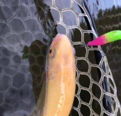 フィッシング サンクチュアリ 釣果