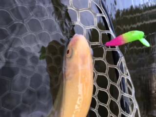 フィッシング サンクチュアリ 釣果