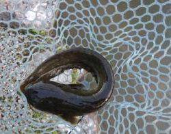 フィッシング サンクチュアリ 釣果