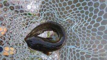 フィッシング サンクチュアリ 釣果