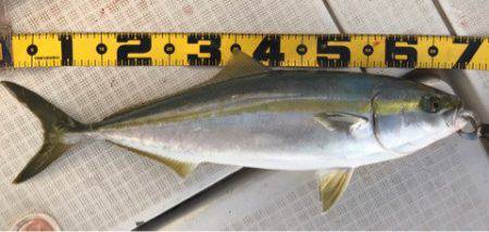 龍神丸（鹿児島） 釣果