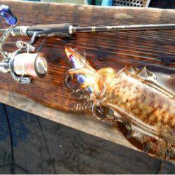 渡船屋たにぐち 釣果