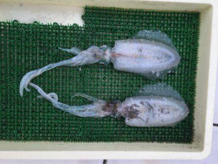 Ｖ−７ West 釣果