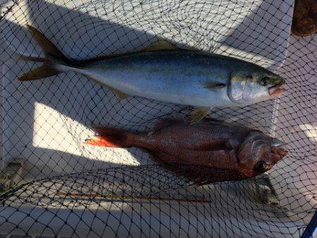 うさぎ丸 釣果