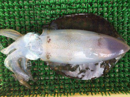 Ｖ−７ West 釣果