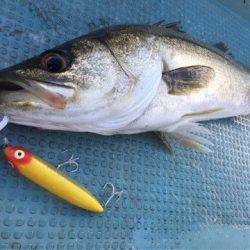 アマテラス 釣果