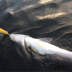 アマテラス 釣果