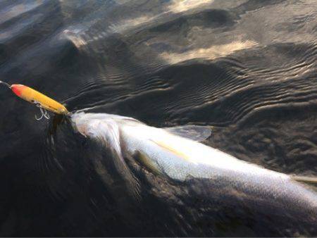 アマテラス 釣果