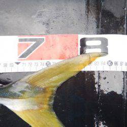 渡船屋たにぐち 釣果