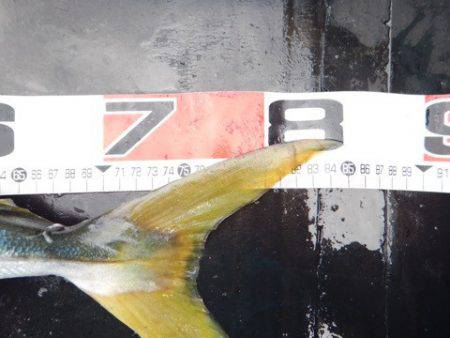 渡船屋たにぐち 釣果