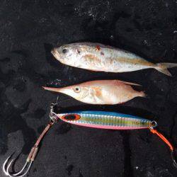 渡船屋たにぐち 釣果