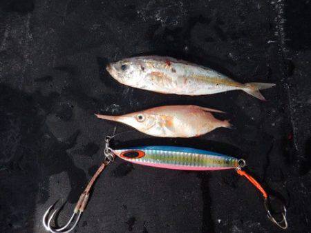 渡船屋たにぐち 釣果