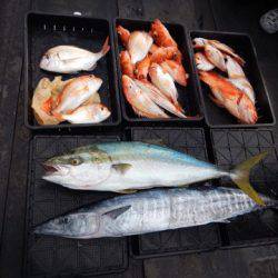 渡船屋たにぐち 釣果