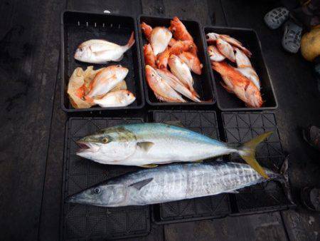 渡船屋たにぐち 釣果