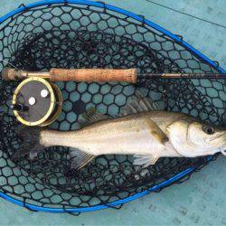 アマテラス 釣果